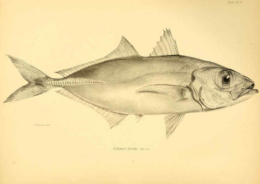 Reproducción/Reproduction 5984927385: The zoology of the voyage of H.M.S. Beagle, pt.4 London,Smith, Elder & Co.,1838- 