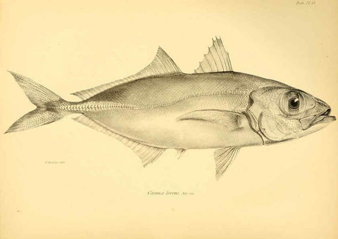 Reproducción/Reproduction 5984927385: The zoology of the voyage of H.M.S. Beagle, pt.4 London,Smith, Elder & Co.,1838- 