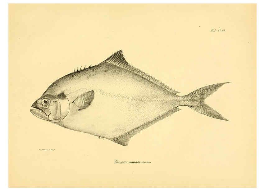 Reproducción/Reproduction 5985488876: The zoology of the voyage of H.M.S. Beagle, pt.4 London,Smith, Elder & Co.,1838- 