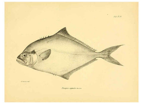 Reproducción/Reproduction 5985488876: The zoology of the voyage of H.M.S. Beagle, pt.4 London,Smith, Elder & Co.,1838- 