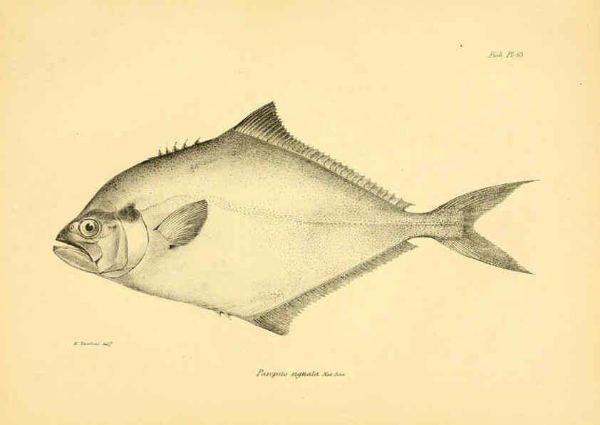 Reproducción/Reproduction 5985488876: The zoology of the voyage of H.M.S. Beagle, pt.4 London,Smith, Elder & Co.,1838- 