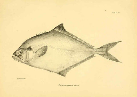 Reproducción/Reproduction 5985488876: The zoology of the voyage of H.M.S. Beagle, pt.4 London,Smith, Elder & Co.,1838- 