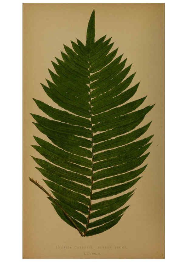 Reproducción/Reproduction 5984876557: Ferns: British and exotic V.4 London,Groombridge and Sons,1856-60