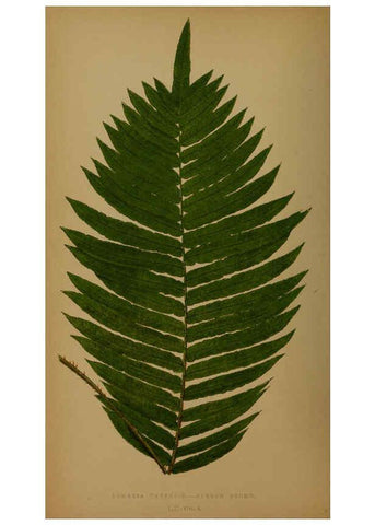 Reproducción/Reproduction 5984876557: Ferns: British and exotic V.4 London,Groombridge and Sons,1856-60