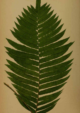 Reproducción/Reproduction 5984876557: Ferns: British and exotic V.4 London,Groombridge and Sons,1856-60