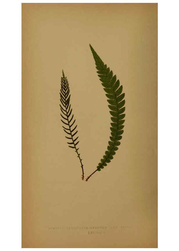 Reproducción/Reproduction 5984876749: Ferns: British and exotic V.4 London,Groombridge and Sons,1856-60