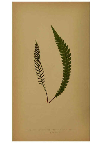 Reproducción/Reproduction 5984876749: Ferns: British and exotic V.4 London,Groombridge and Sons,1856-60