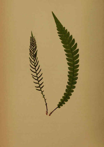 Reproducción/Reproduction 5984876749: Ferns: British and exotic V.4 London,Groombridge and Sons,1856-60