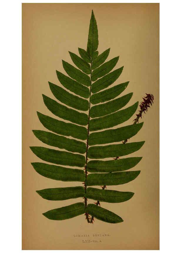 Reproducción/Reproduction 5984876933: Ferns: British and exotic V.4 London,Groombridge and Sons,1856-60