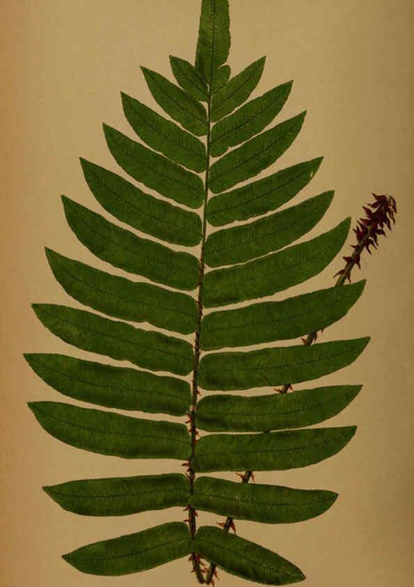 Reproducción/Reproduction 5984876933: Ferns: British and exotic V.4 London,Groombridge and Sons,1856-60