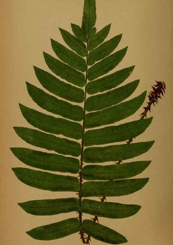 Reproducción/Reproduction 5984876933: Ferns: British and exotic V.4 London,Groombridge and Sons,1856-60