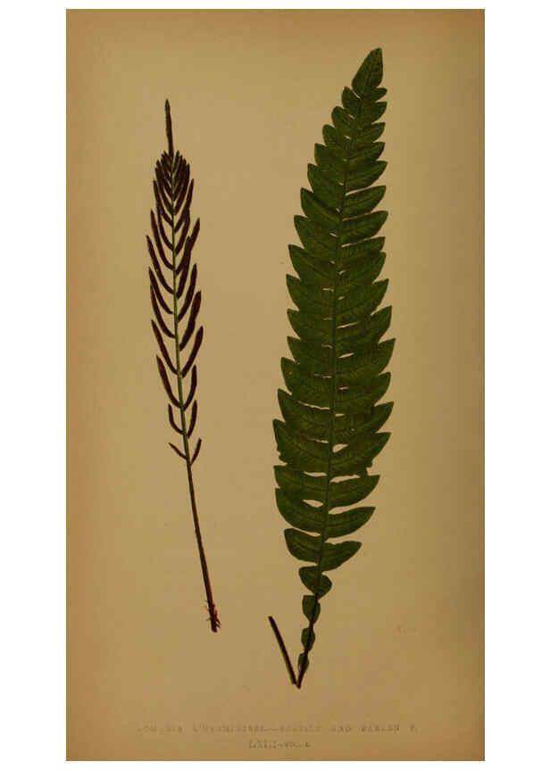Reproducción/Reproduction 5985445366: Ferns: British and exotic V.4 London,Groombridge and Sons,1856-60