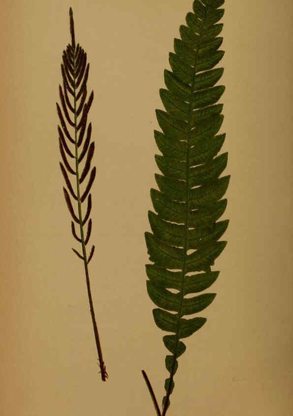 Reproducción/Reproduction 5985445366: Ferns: British and exotic V.4 London,Groombridge and Sons,1856-60