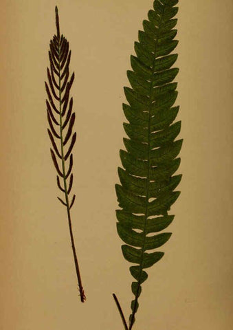 Reproducción/Reproduction 5985445366: Ferns: British and exotic V.4 London,Groombridge and Sons,1856-60