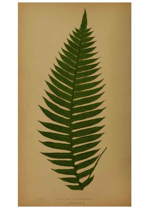 Reproducción/Reproduction 5985445568: Ferns: British and exotic V.4 London,Groombridge and Sons,1856-60