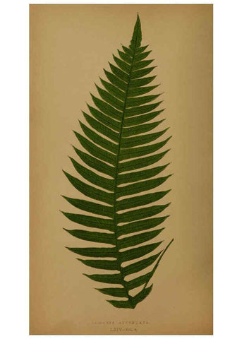 Reproducción/Reproduction 5985445568: Ferns: British and exotic V.4 London,Groombridge and Sons,1856-60