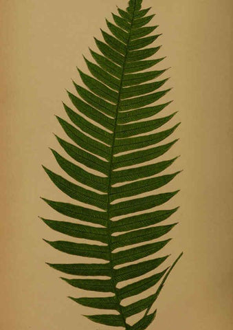 Reproducción/Reproduction 5985445568: Ferns: British and exotic V.4 London,Groombridge and Sons,1856-60
