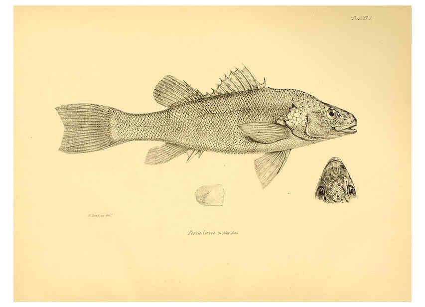 Reproducción/Reproduction 5984923817: The zoology of the voyage of H.M.S. Beagle, pt.4 London,Smith, Elder & Co.,1838- 