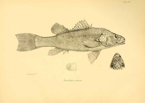 Reproducción/Reproduction 5984923817: The zoology of the voyage of H.M.S. Beagle, pt.4 London,Smith, Elder & Co.,1838- 
