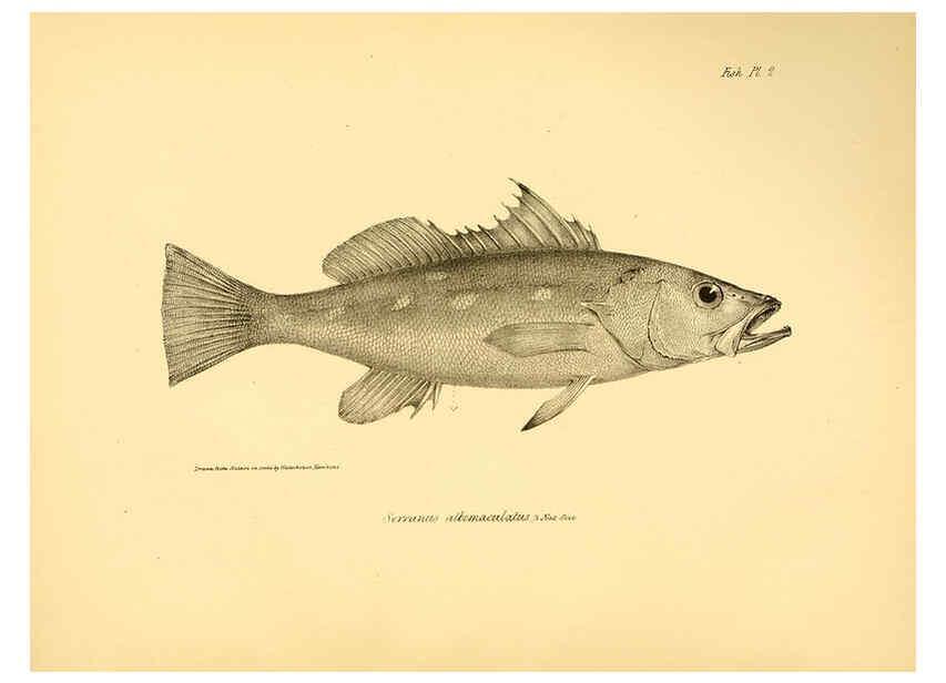 Reproducción/Reproduction 5984924089: The zoology of the voyage of H.M.S. Beagle, pt.4 London,Smith, Elder & Co.,1838- 
