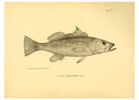 Reproducción/Reproduction 5984924089: The zoology of the voyage of H.M.S. Beagle, pt.4 London,Smith, Elder & Co.,1838- 