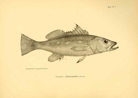 Reproducción/Reproduction 5984924089: The zoology of the voyage of H.M.S. Beagle, pt.4 London,Smith, Elder & Co.,1838- 
