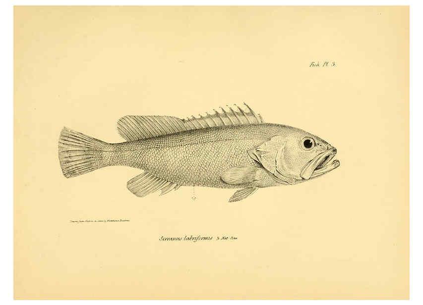 Reproducción/Reproduction 5985486368: The zoology of the voyage of H.M.S. Beagle, pt.4 London,Smith, Elder & Co.,1838- 