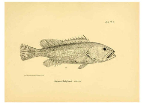 Reproducción/Reproduction 5985486368: The zoology of the voyage of H.M.S. Beagle, pt.4 London,Smith, Elder & Co.,1838- 