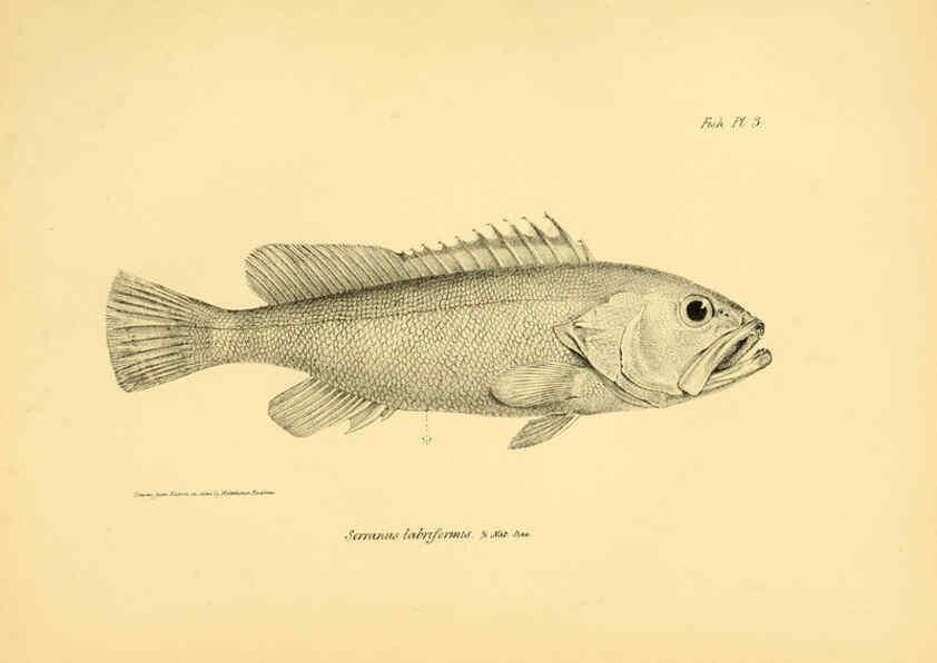 Reproducción/Reproduction 5985486368: The zoology of the voyage of H.M.S. Beagle, pt.4 London,Smith, Elder & Co.,1838- 