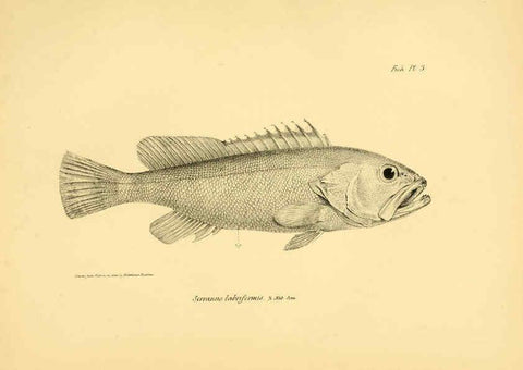Reproducción/Reproduction 5985486368: The zoology of the voyage of H.M.S. Beagle, pt.4 London,Smith, Elder & Co.,1838- 
