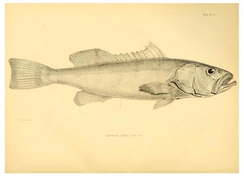 Reproducción/Reproduction 5984924555: The zoology of the voyage of H.M.S. Beagle, pt.4 London,Smith, Elder & Co.,1838- 
