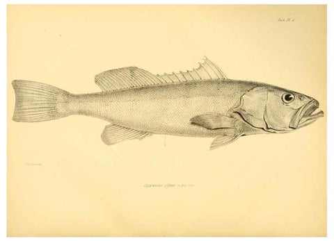 Reproducción/Reproduction 5984924555: The zoology of the voyage of H.M.S. Beagle, pt.4 London,Smith, Elder & Co.,1838- 
