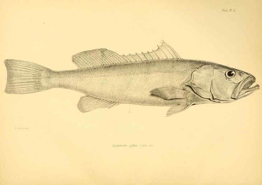 Reproducción/Reproduction 5984924555: The zoology of the voyage of H.M.S. Beagle, pt.4 London,Smith, Elder & Co.,1838- 