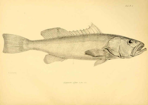 Reproducción/Reproduction 5984924555: The zoology of the voyage of H.M.S. Beagle, pt.4 London,Smith, Elder & Co.,1838- 