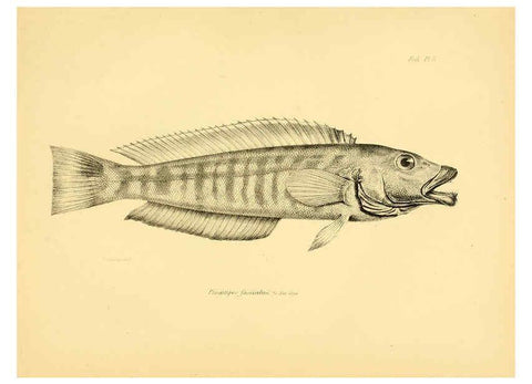 Reproducción/Reproduction 5985486934: The zoology of the voyage of H.M.S. Beagle, pt.4 London,Smith, Elder & Co.,1838- 
