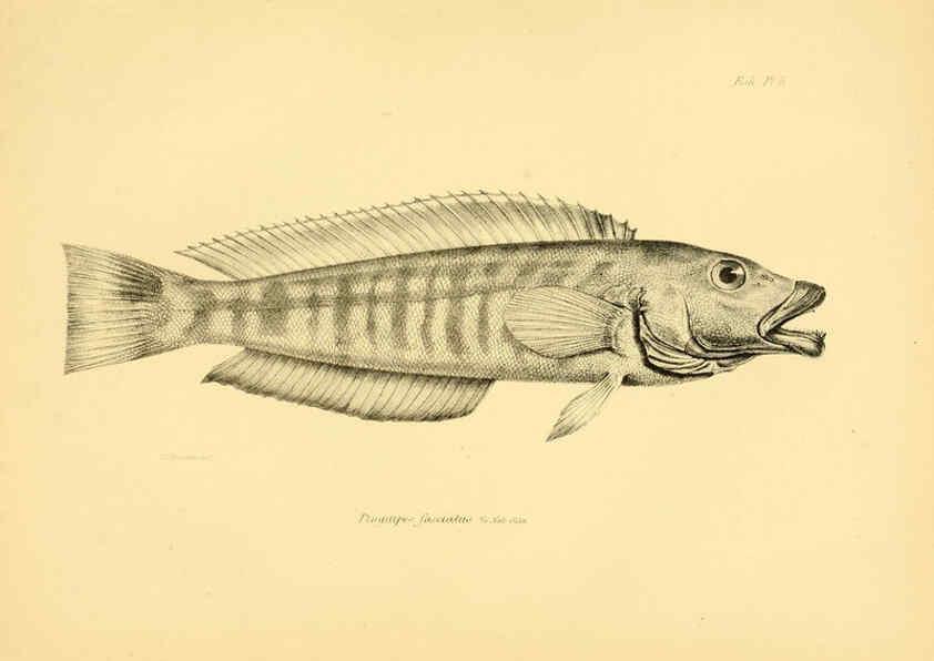 Reproducción/Reproduction 5985486934: The zoology of the voyage of H.M.S. Beagle, pt.4 London,Smith, Elder & Co.,1838- 
