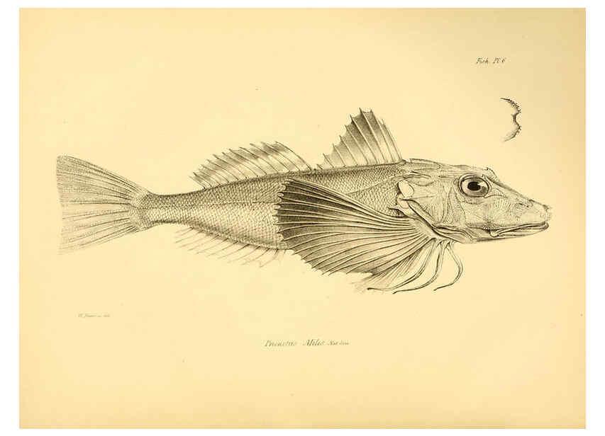 Reproducción/Reproduction 5985487142: The zoology of the voyage of H.M.S. Beagle, pt.4 London,Smith, Elder & Co.,1838- 