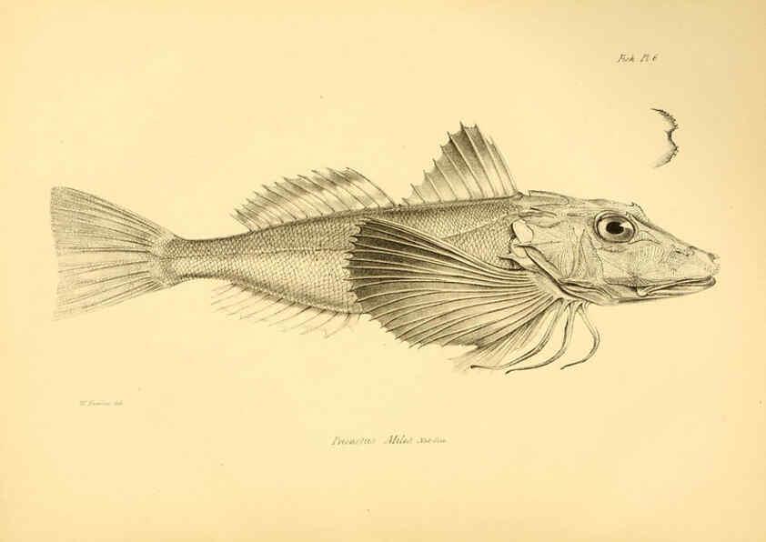 Reproducción/Reproduction 5985487142: The zoology of the voyage of H.M.S. Beagle, pt.4 London,Smith, Elder & Co.,1838- 