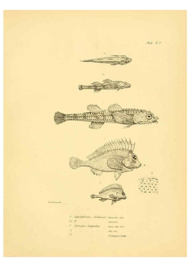 Reproducción/Reproduction 5985487338: The zoology of the voyage of H.M.S. Beagle, pt.4 London,Smith, Elder & Co.,1838- 