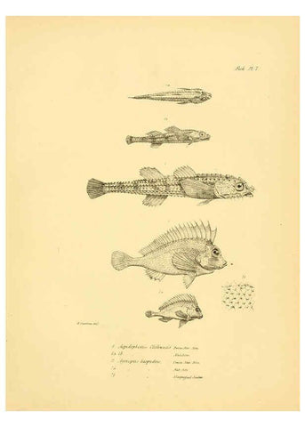 Reproducción/Reproduction 5985487338: The zoology of the voyage of H.M.S. Beagle, pt.4 London,Smith, Elder & Co.,1838- 