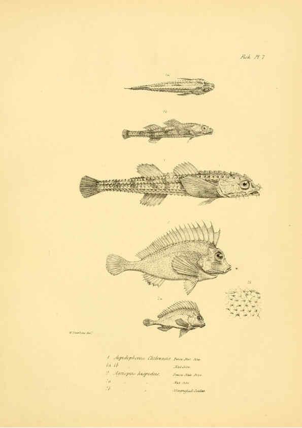 Reproducción/Reproduction 5985487338: The zoology of the voyage of H.M.S. Beagle, pt.4 London,Smith, Elder & Co.,1838- 