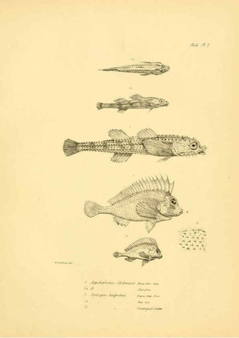 Reproducción/Reproduction 5985487338: The zoology of the voyage of H.M.S. Beagle, pt.4 London,Smith, Elder & Co.,1838- 