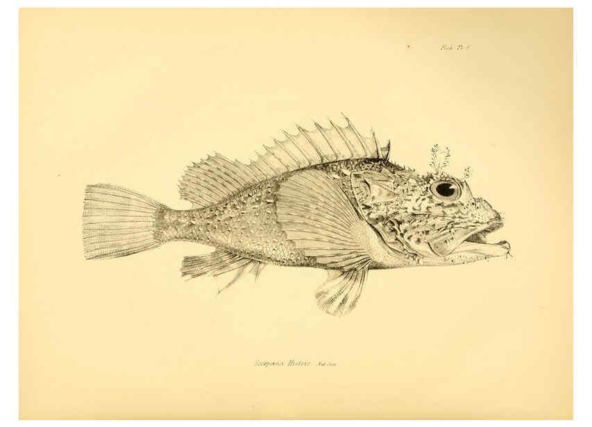 Reproducción/Reproduction 5984925511: The zoology of the voyage of H.M.S. Beagle, pt.4 London,Smith, Elder & Co.,1838- 