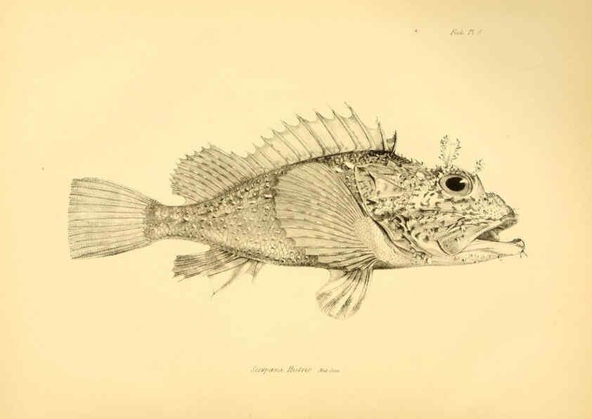 Reproducción/Reproduction 5984925511: The zoology of the voyage of H.M.S. Beagle, pt.4 London,Smith, Elder & Co.,1838- 