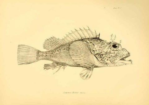Reproducción/Reproduction 5984925511: The zoology of the voyage of H.M.S. Beagle, pt.4 London,Smith, Elder & Co.,1838- 