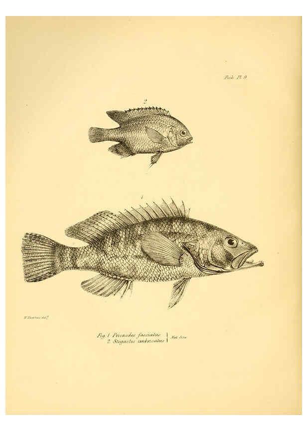 Reproducción/Reproduction 5985487866: The zoology of the voyage of H.M.S. Beagle, pt.4 London,Smith, Elder & Co.,1838- 