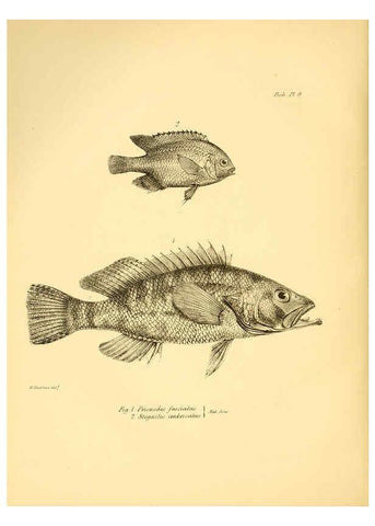 Reproducción/Reproduction 5985487866: The zoology of the voyage of H.M.S. Beagle, pt.4 London,Smith, Elder & Co.,1838- 