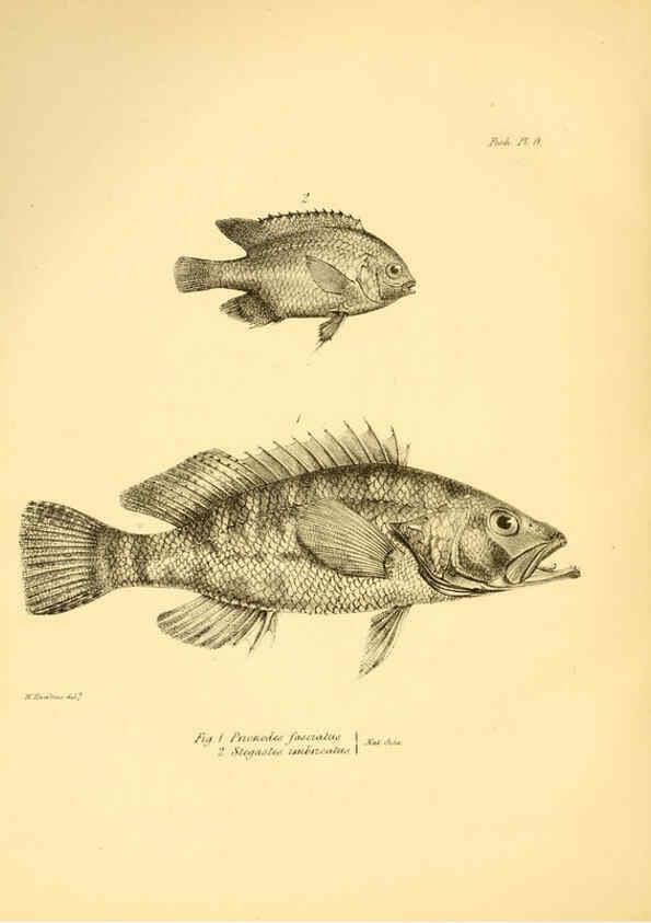 Reproducción/Reproduction 5985487866: The zoology of the voyage of H.M.S. Beagle, pt.4 London,Smith, Elder & Co.,1838- 