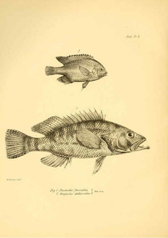 Reproducción/Reproduction 5985487866: The zoology of the voyage of H.M.S. Beagle, pt.4 London,Smith, Elder & Co.,1838- 