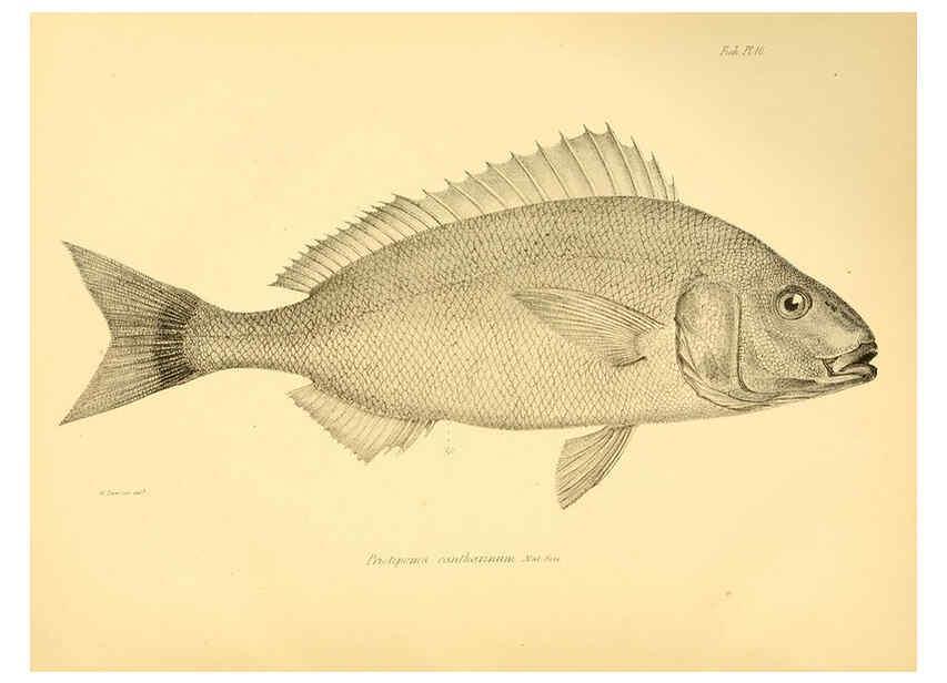 Reproducción/Reproduction 5984926027: The zoology of the voyage of H.M.S. Beagle, pt.4 London,Smith, Elder & Co.,1838- 